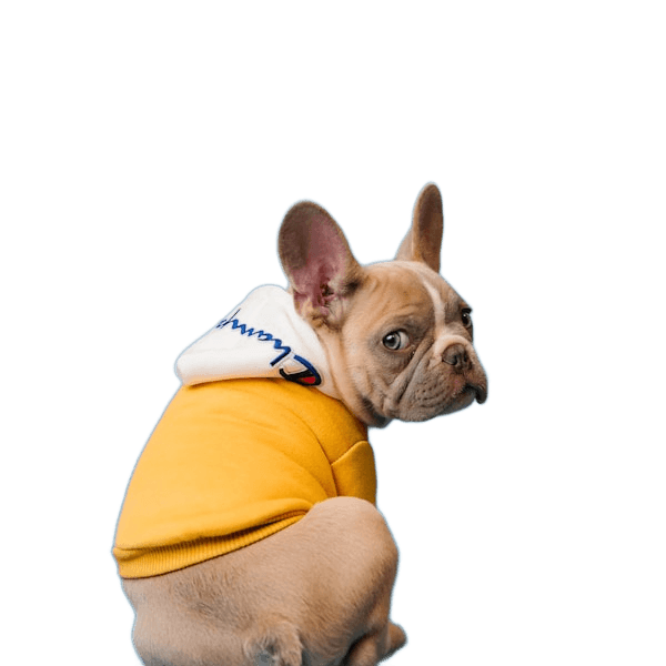 Same dog cut out with the background removed