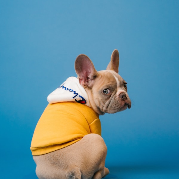 Dog wearing a yellow hoodie